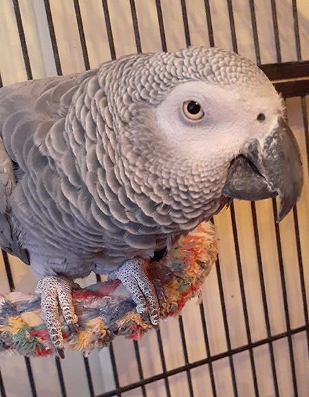 African Grey Parrot